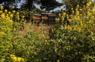 CONTAO_NATURE_THEME_Bienenstöcke_in_Wildblumenwiese