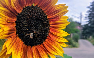 CONTAO_NATURE_THEME_Hummel_an_Sonnenblume